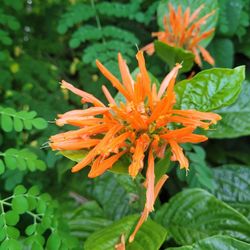 Justicia Spicigera 'Orange Plume' 3 Gallon
