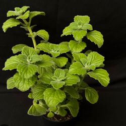 Vapo Rub Plant  🪴💊🩻🩺