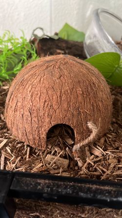 Small Coconut Hide