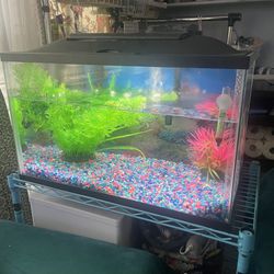 Fish Tank 10 gallons Come With Decorations 