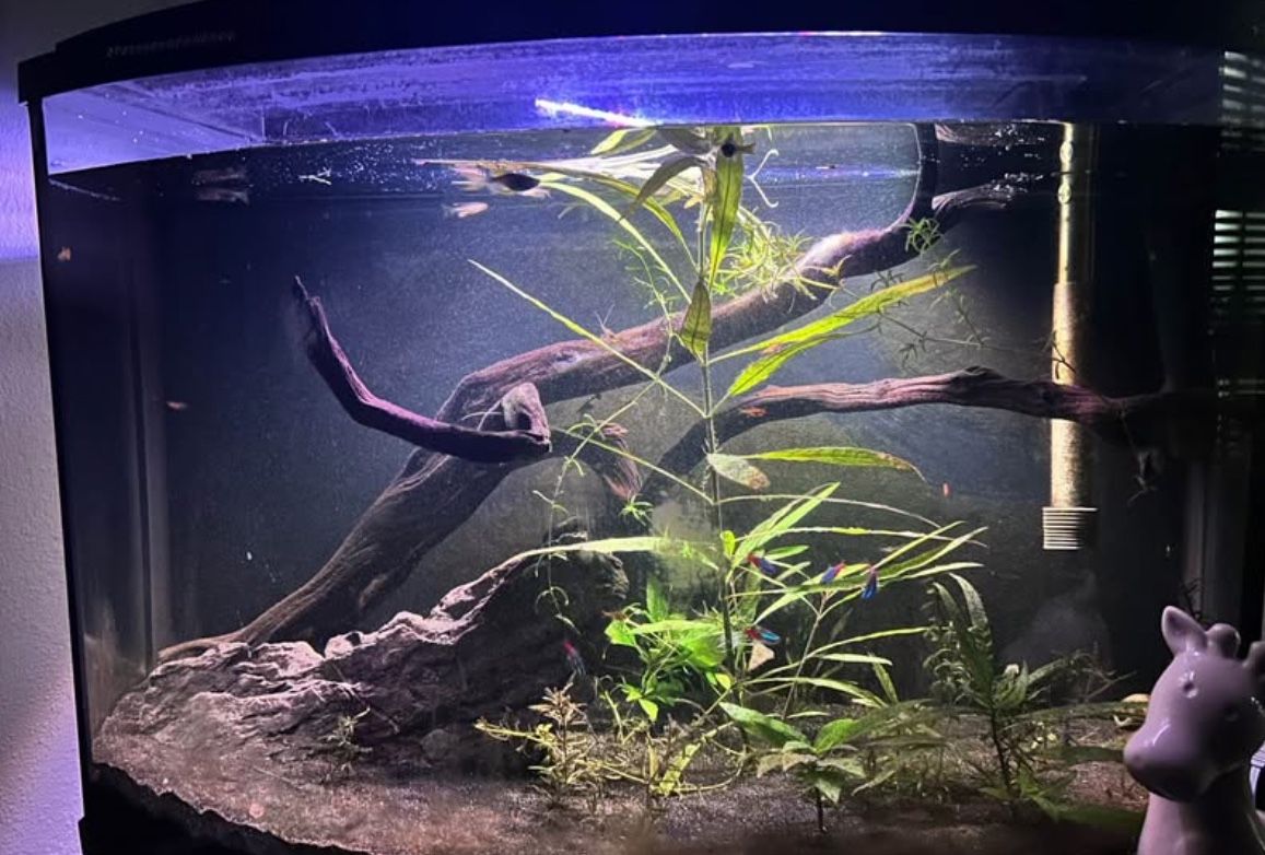 39 gallon Bowfront Planted aquarium