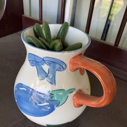 Succulenta Plant 
