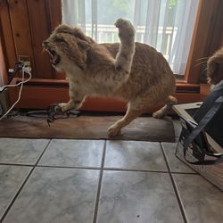 Professional Taxidermy Mountain Lion In Trap from PA.