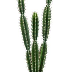 Faux Cactus Plant With Pot* Brand New In Box * Pickup In 19140