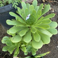1 Gallon Aeonium Canary Succulent 