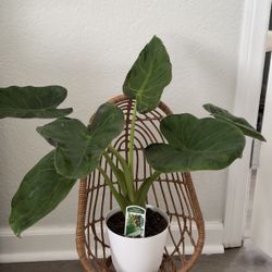 Plant Stand 