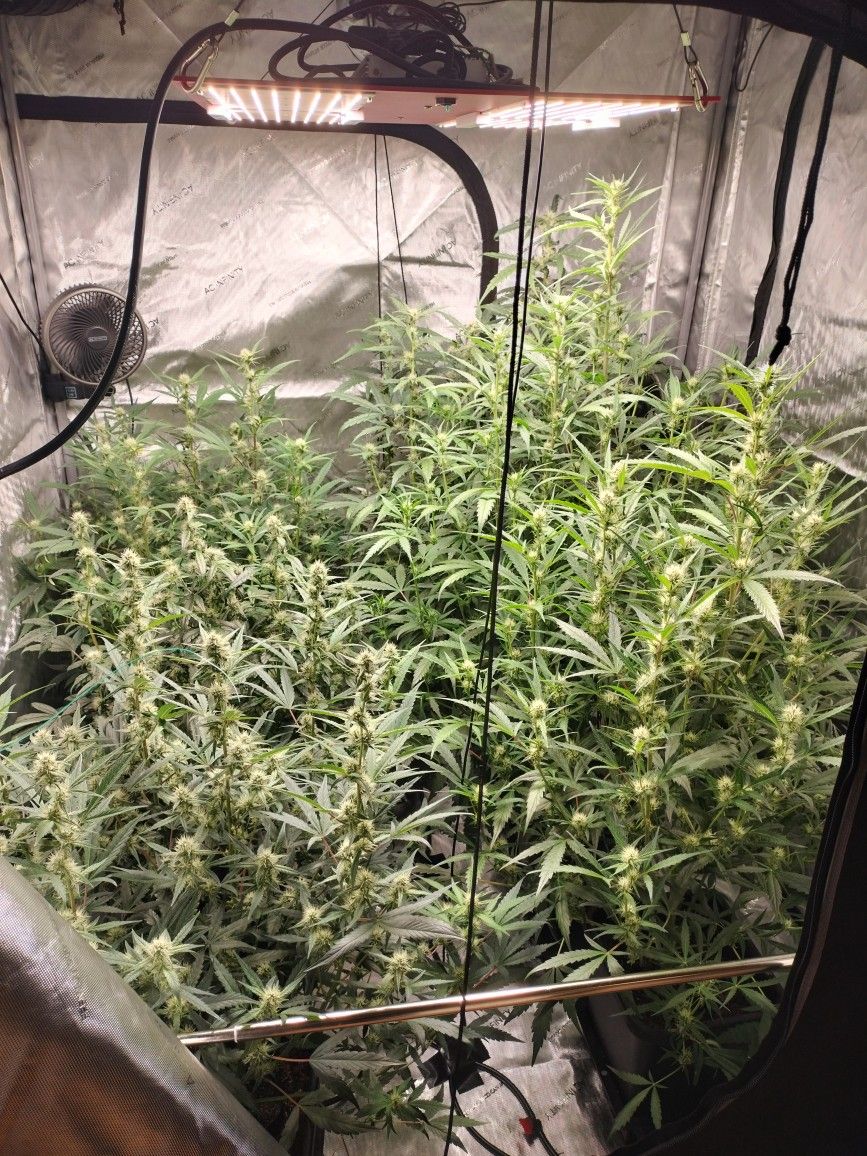 Indoor Grow Equipment Hlg Ac Infinity