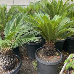 Sago Palm