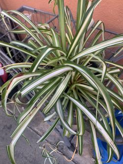 Spider Plants