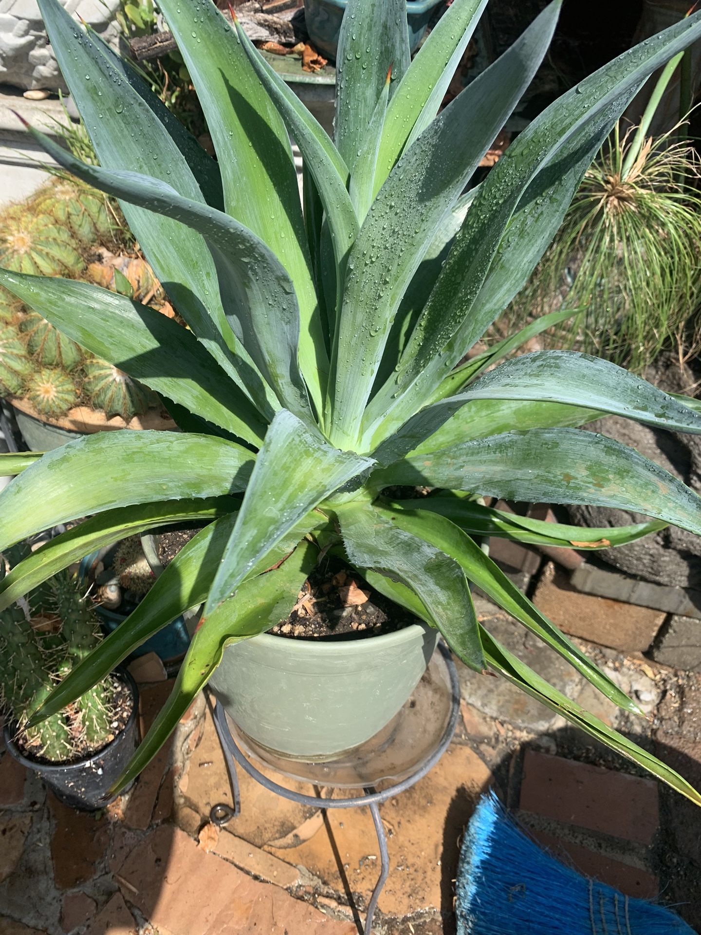 Beautiful Plant Fox Tail 5 Gallon.