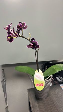 orchid with vase
