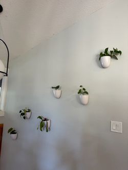 Hanging wall planters + plants