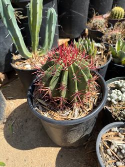 Cactus