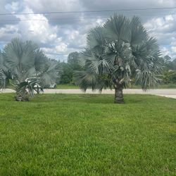 2 Palms To Be Taken For Free 