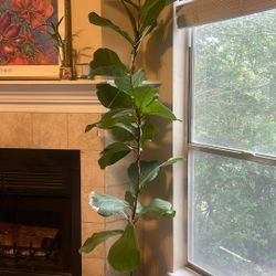Fiddle Leaf Fig