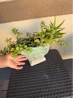 two plants in a ceramic pot((Coleman & Cheyenne))