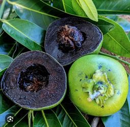 Black sapote trees