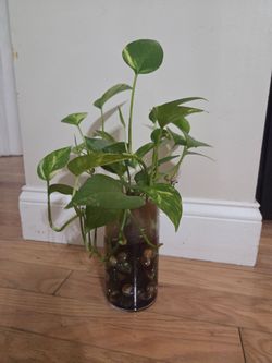 Golden Pothos Cutting in Glass Vase