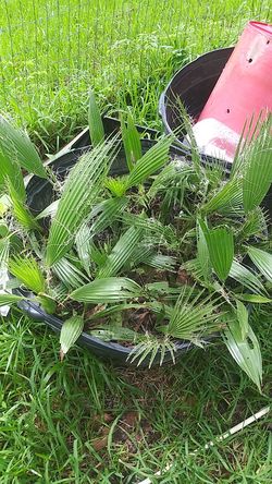 Baby Palms