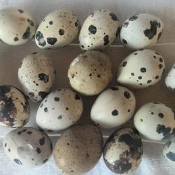 Quail Eggs