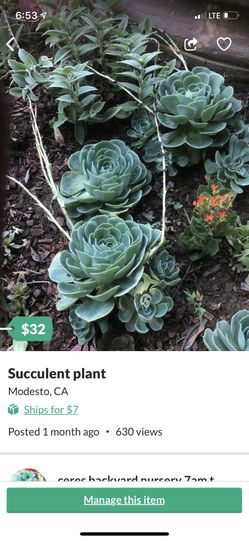 Succulent plant . Big one. One for $9 .