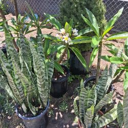 Plumerias and Snake Plants $25 ea