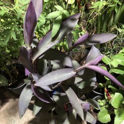 Planta Morada
