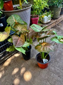 Syngonium rosa