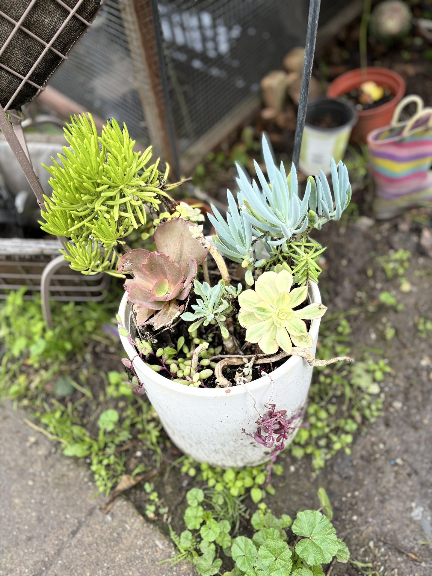 Beautiful Succulent Arrangement!! In A White Ceramic Pot