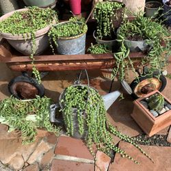 Plants For Sale From $10 To $25.00 Dls Each.