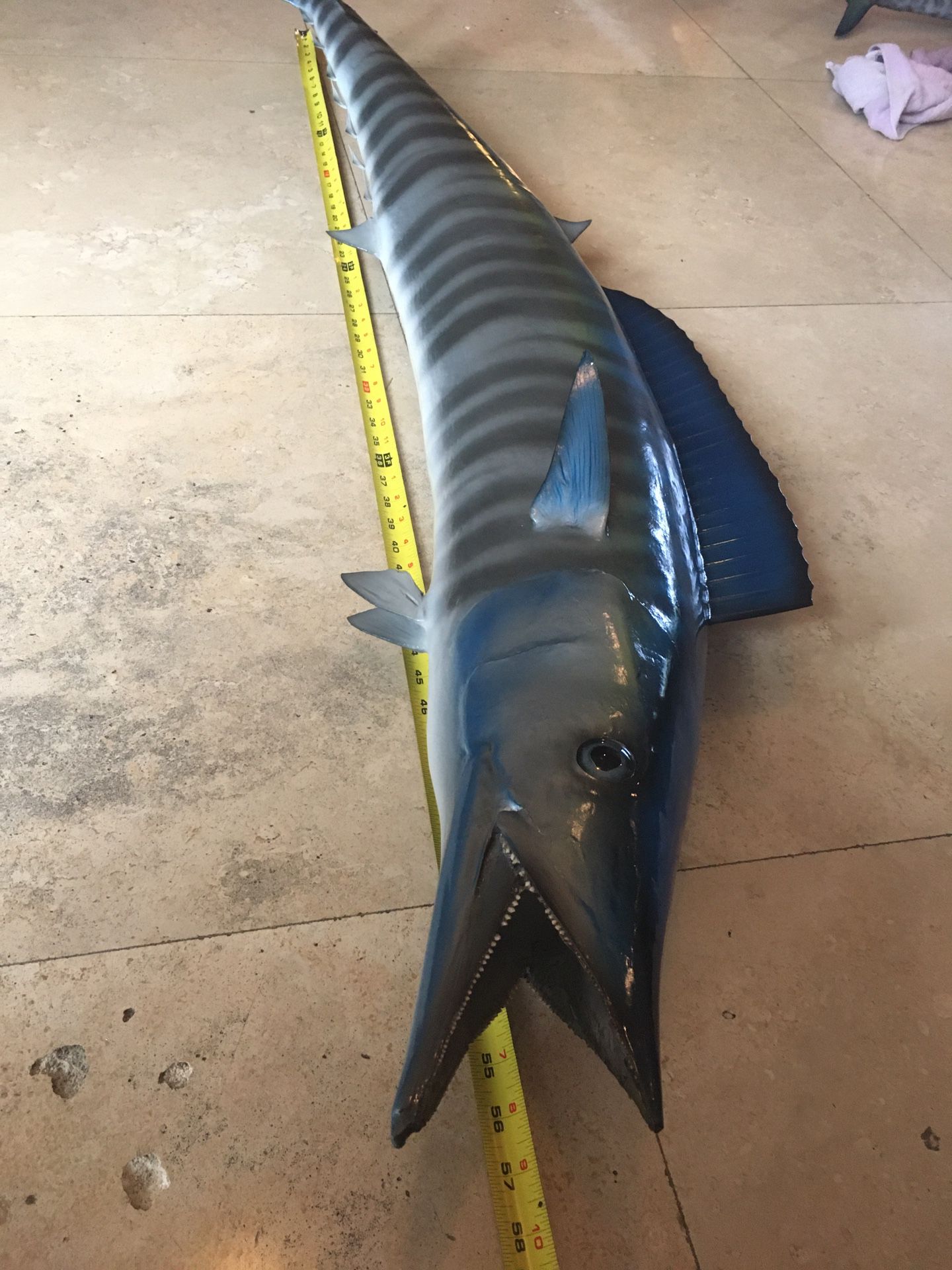 Mint Condition Big 5ft Wahoo Fish Mount For Sale Taxidermy