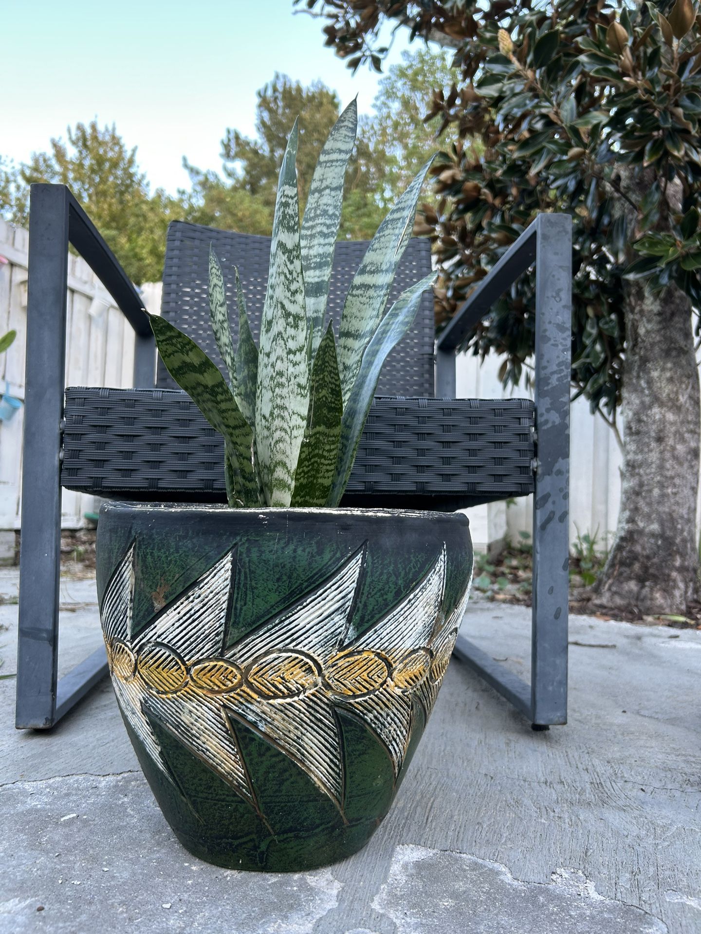 Snake Plant sansevieria