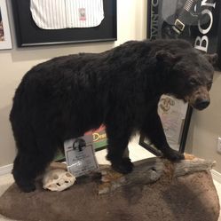 Black Bear