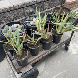 Aloe Vera Plant - 1-gal Container $10 each