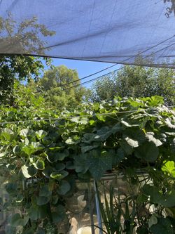 Flor De Calabaza 🎃 