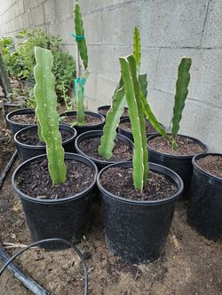 Dragon Fruit/ Pitahaya