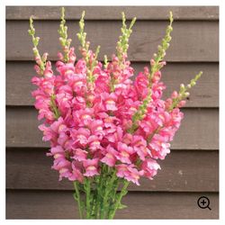 Costa Rose Snapdragon Seedlings 