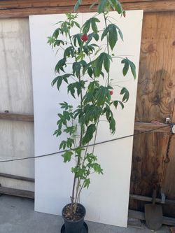 Chinese Lantern Tree 燈籠花樹