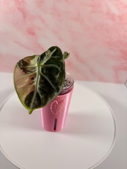Pink Ballon Heart Alocasia