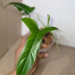 🌿 Philodendron 69686 Top Cut 