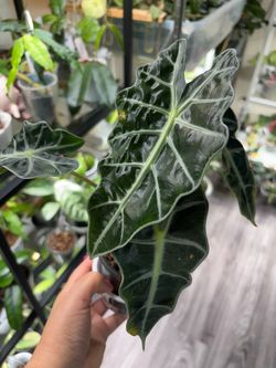 Alocasia Amazonica