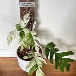 Epipremnum Pinnatum Marble Plant (mature)