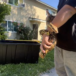 snake enclosure tote