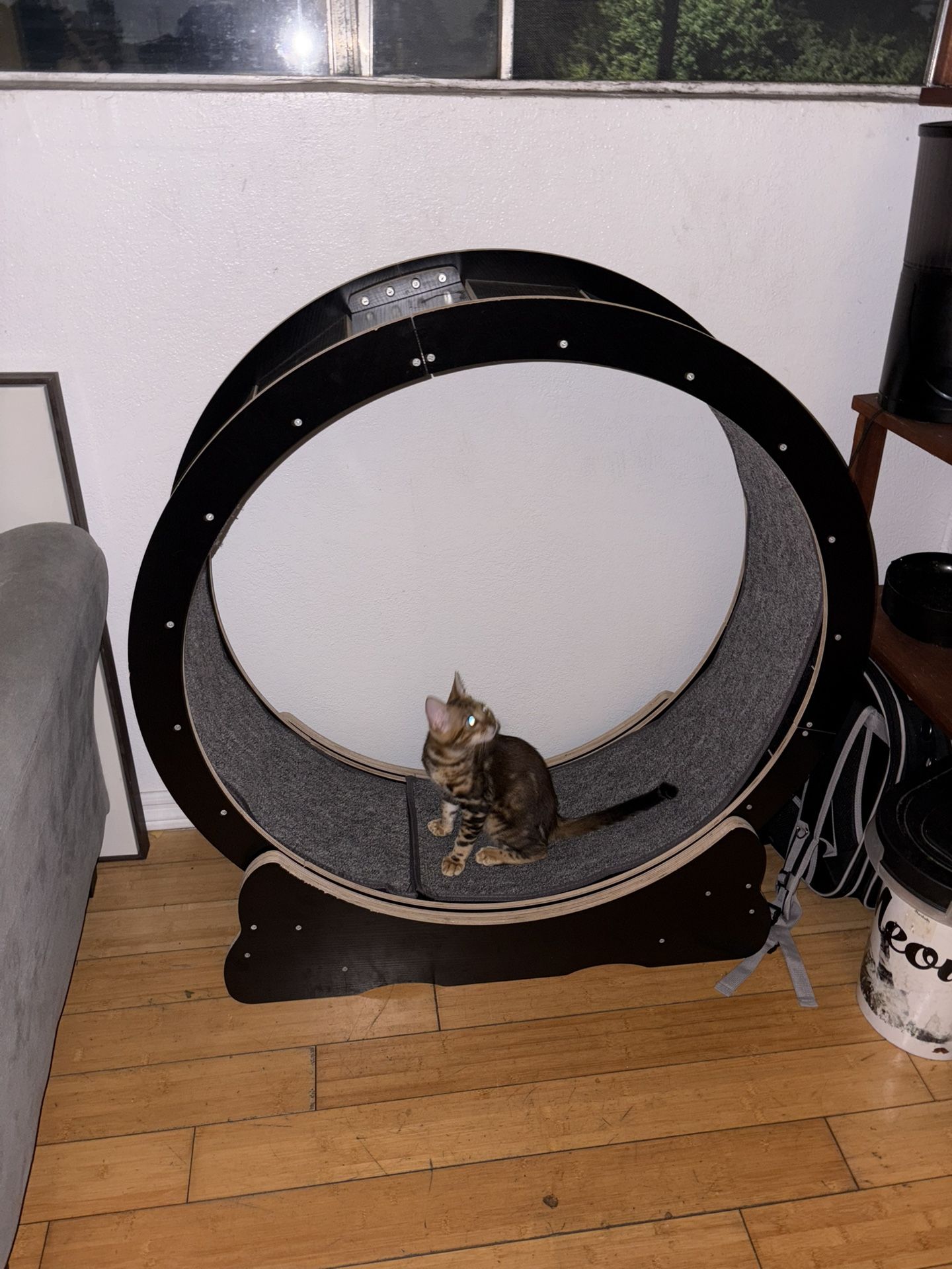 Cat Wheel For Sale