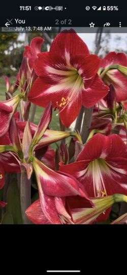 Beautiful Red Amrillye Blub