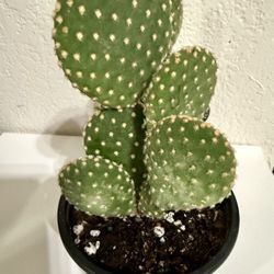 🌵CUTE Bunny Ear Cactus🙏PLS READ DESCRIPTION $5 EACH