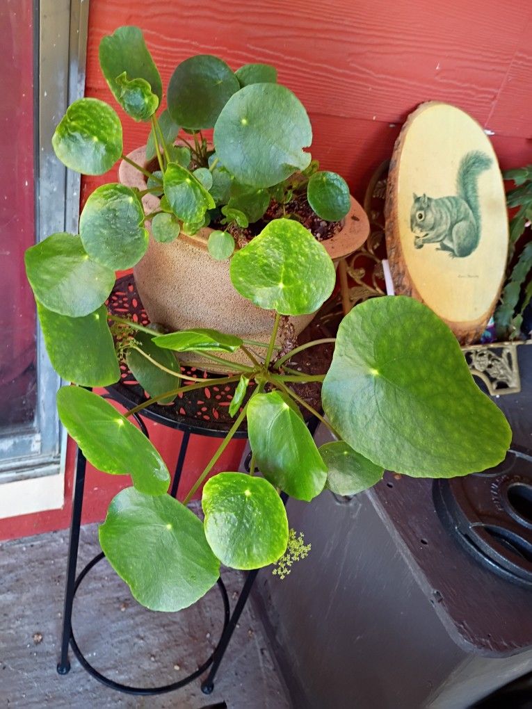 LOVELY PLANT 😍🌹🍁🏡