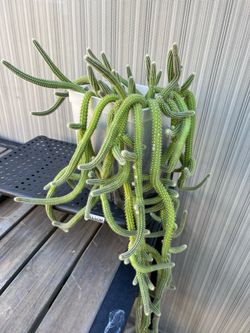 Rattail Cactus
