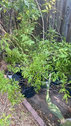 Planta de Esperaza $8.00 Cada Una