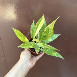 4” Philodendron Ring Of. Fire 